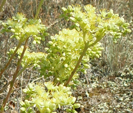 Sedum Pale Stonecrop Seeds - Sedum Sediforme