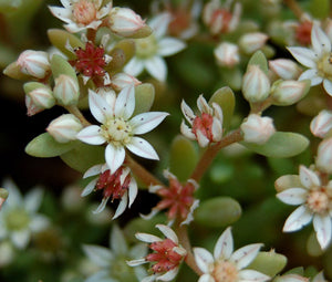 succulent plants in spanish Sedum Spanish Stonecrop Seeds
