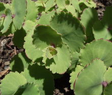 Sedum Stonecrop Pink Beacon Seeds - Hylotelephium Ussuriense