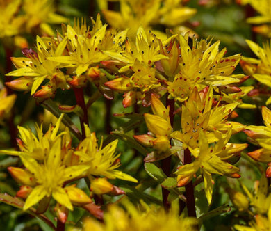 Sedum Striatus Stonecrop Seeds - Phedimus Middendorfianus Striatum