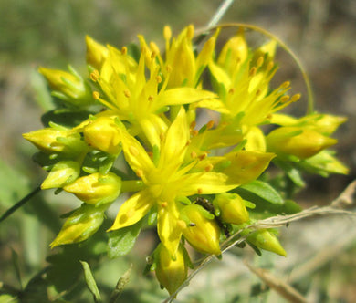 Sedum Ulleungdo Island Stonecrop Seeds - Sedum Takesimense