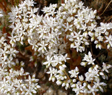 Sedum White Stonecrop Seeds - Sedum Album
