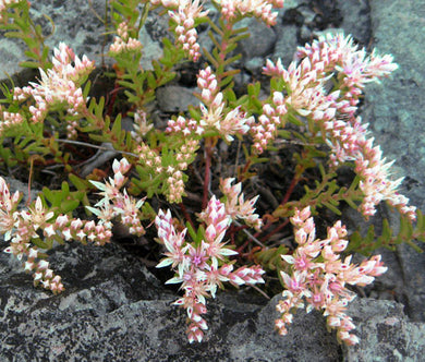 Sedum Widow's Cross Stonecrop Seeds - Sedum Pulchellum