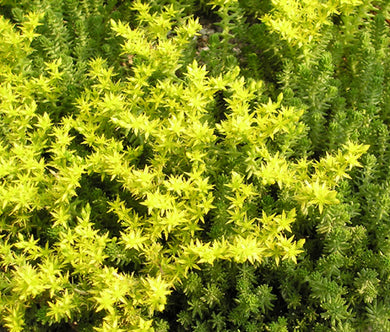 Sedum Wormleaf Stonecrop Seeds - Sedum Stenopetalum