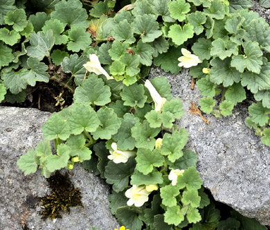 Snapdragon Creeping Seeds - Asarina Procumbens