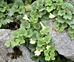 Snapdragon Creeping Seeds - Asarina Procumbens