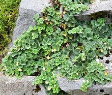 Snapdragon Creeping Seeds - Asarina Procumbens
