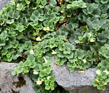 Snapdragon Creeping Seeds - Asarina Procumbens