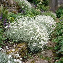 Snow in Summer Seeds - Cerastium Tomentosum