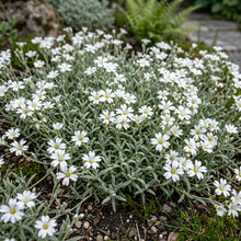 Snow in Summer Seeds - Cerastium Tomentosum