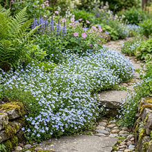 Speedwell Creeping Blue Seeds - Veronica Repens