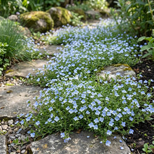 Speedwell Creeping Blue Seeds - Veronica Repens