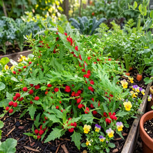 Spinach Strawberry Sticks Non GMO Seeds - Chenopodium Foliosum