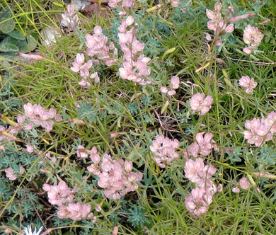 Stonecress Persian Seeds - Aethionema Grandiflorum
