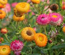 Strawflower Dwarf Paper Daisy Mix Seeds - Helichrysum Bracteatum