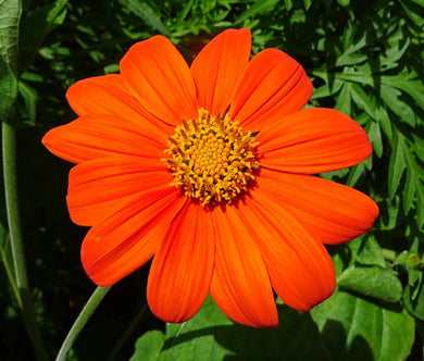 Sunflower Mexican Torch Non GMO Seeds - Tithonia Rotundifolia