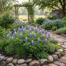 Texas Bluebonnet Bulk Seeds - Lupinus Texensis