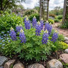 Texas Bluebonnet Bulk Seeds - Lupinus Texensis