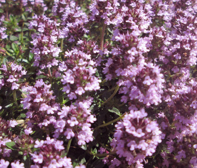 Thyme Mother of Thyme Seeds - Thymus Praecox