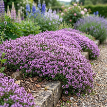 Thyme Mother of Thyme Seeds - Thymus Praecox