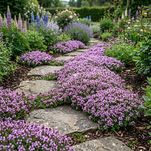Thyme Mother of Thyme Seeds - Thymus Praecox