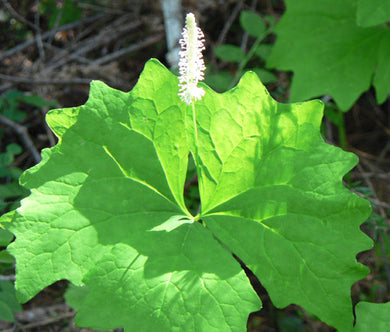 Vanilla Leaf Seeds - Achlys Triphylla
