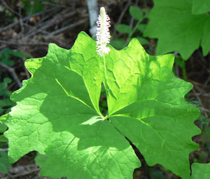 Vanilla Leaf Seeds - Achlys Triphylla