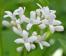 Woodruff Sweet Seeds - Galium Odoratum