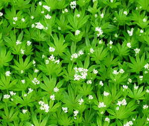 Woodruff Sweet Seeds - Galium Odoratum