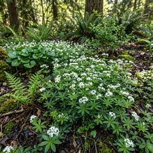 Woodruff Sweet Seeds - Galium Odoratum