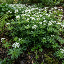 Woodruff Sweet Seeds - Galium Odoratum