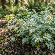 Wormwood Non GMO Seeds - Artemisia Absinthium