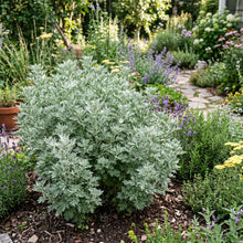 Wormwood Non GMO Seeds - Artemisia Absinthium