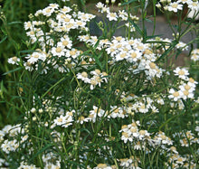 Yarrow Pearl Non GMO Seeds - Achillea Ptarmica