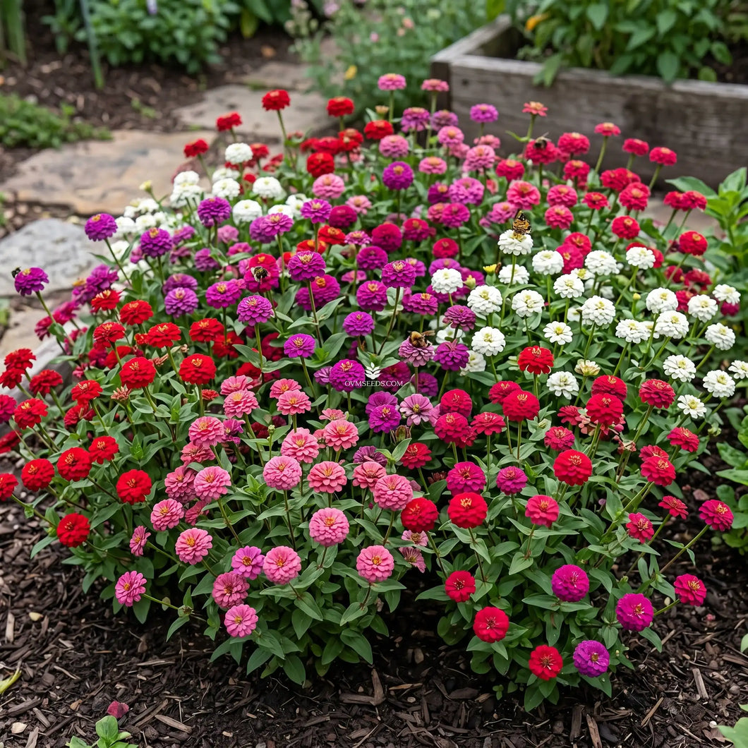 Leela × Sliver  mix sp dwarf select Zinnia Lilliput Dwarf Mix Seeds - Zinnia Elegans