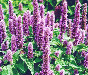 Agastache Giant Hyssop Lavender Blue Non GMO Seeds - Agastache Mexicana