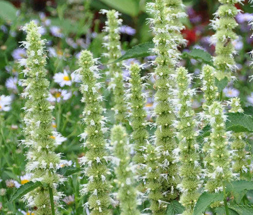 Agastache Giant Hyssop White Non GMO Seeds - Agastache Mexicana