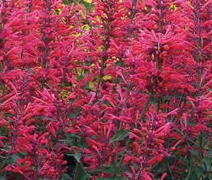 Agastache Heather Queen Non GMO Seeds - Agastache Cana