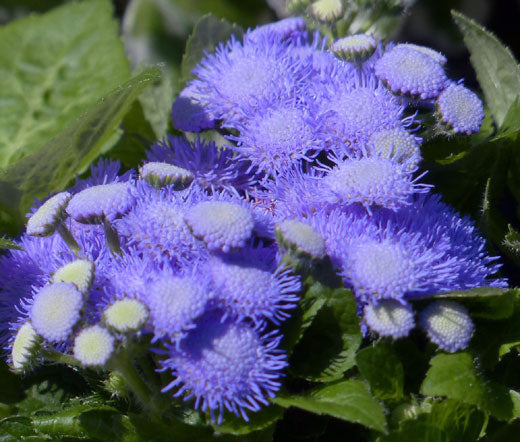 Ageratum Blue Mink Seeds - Ageratum Houstonianum