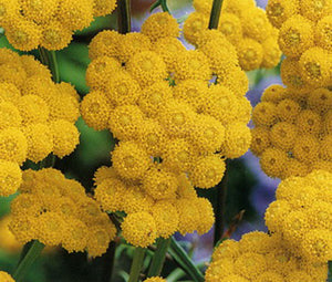 Ageratum Yellow Seeds - Lonas Inodora