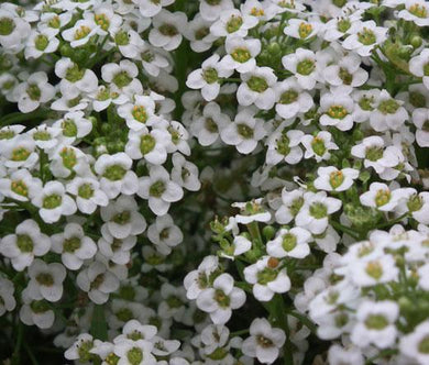 Alyssum White Carpet of Snow Seeds - Lobularia Maritima