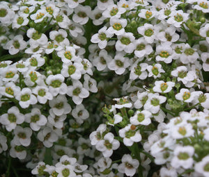 Alyssum White Carpet of Snow Seeds - Lobularia Maritima