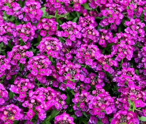 Alyssum Purple Royal Carpet Seeds - Lobularia Maritima