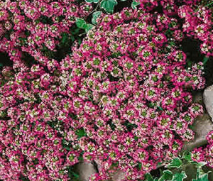 Alyssum Rosie O’Day Seeds - Lobularia Maritima