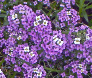 Alyssum Violet Queen Seeds - Lobularia Maritima