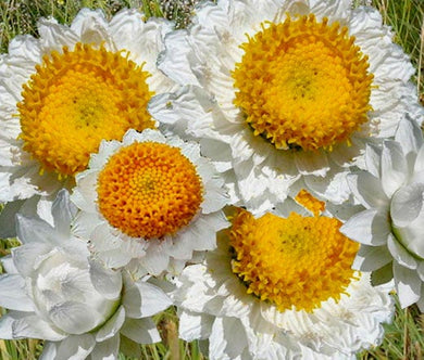 Ammobium Seeds - Alatum Grandiflorum
