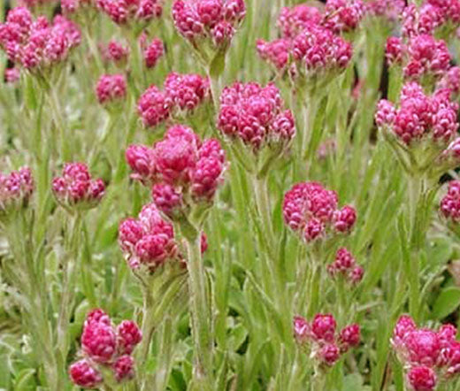 Antennaria Pussytoes Red Seeds - Antennaria Dioica Rubra