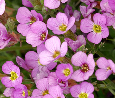 Arabis Wall Rock Cress Pink Seeds - Arabis Alpina Caucasica Rosea