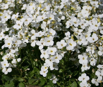 Arabis Wall Rock Cress White Snow Peak Seeds - Arabis Alpina Caucasica