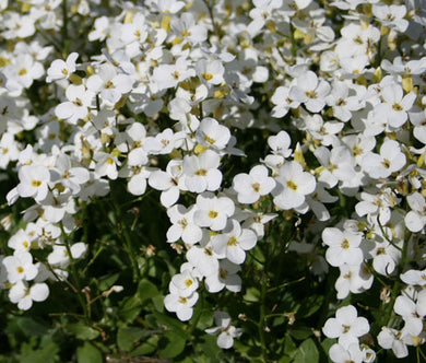 Arabis Wall Rock Cress White Snow Peak Seeds - Arabis Alpina Caucasica